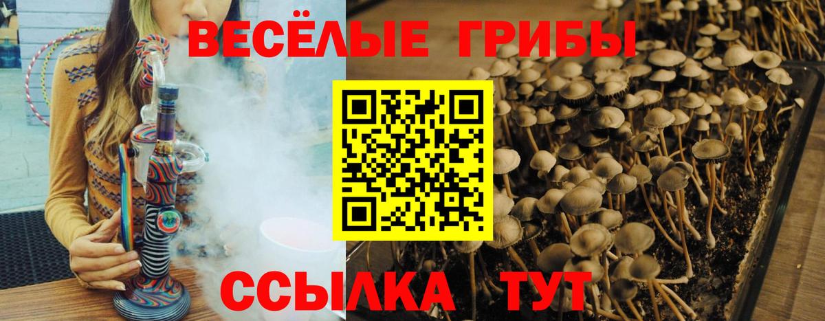 Псилоцибиновые грибы Psilocybe Вольск